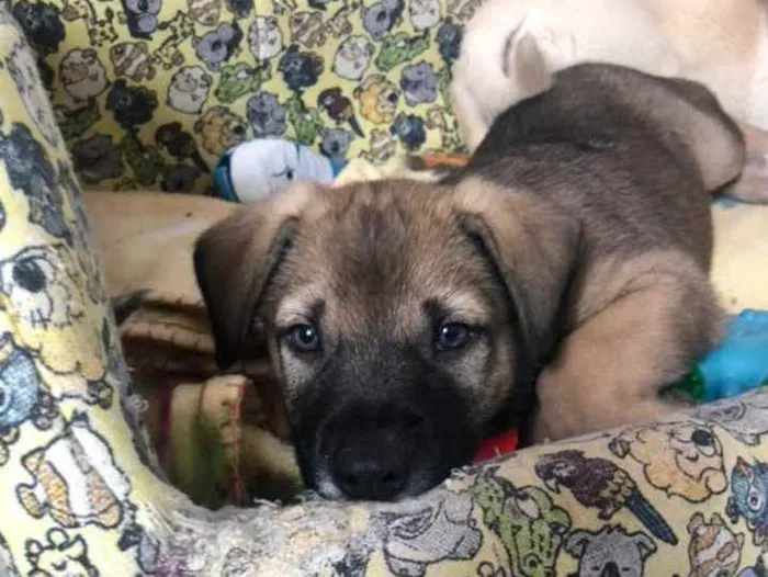 Cachorro ra a Srd idade Abaixo de 2 meses nome Ben