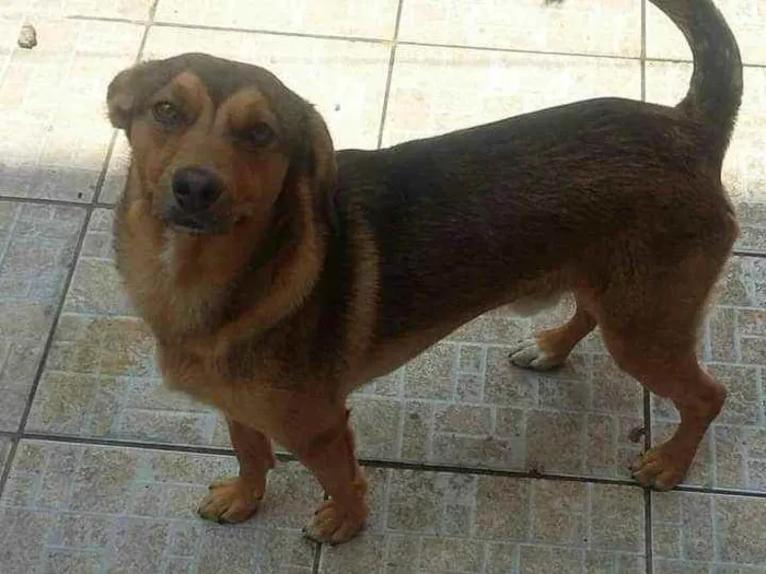 Cachorro ra a Vira lata idade 1 ano nome Max