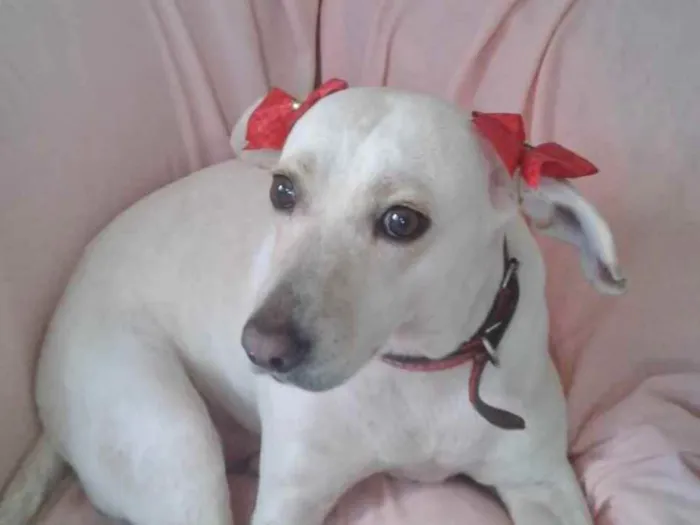 Cachorro raça SRD idade 4 anos nome BRANCA