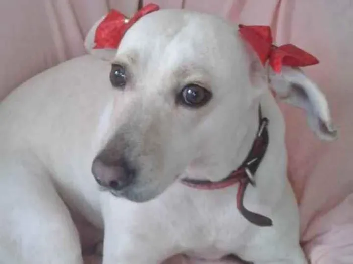 Cachorro raça SRD idade 4 anos nome BRANCA