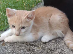 Gato raça  idade 2 a 6 meses nome Sem nome 