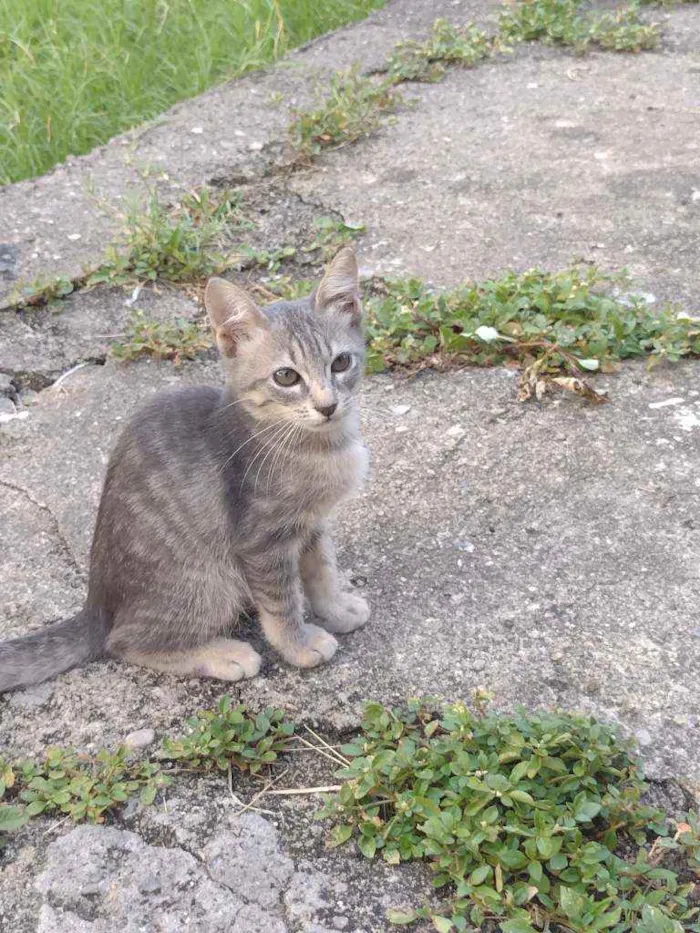 Gato ra a  idade 2 a 6 meses nome Sem nome 