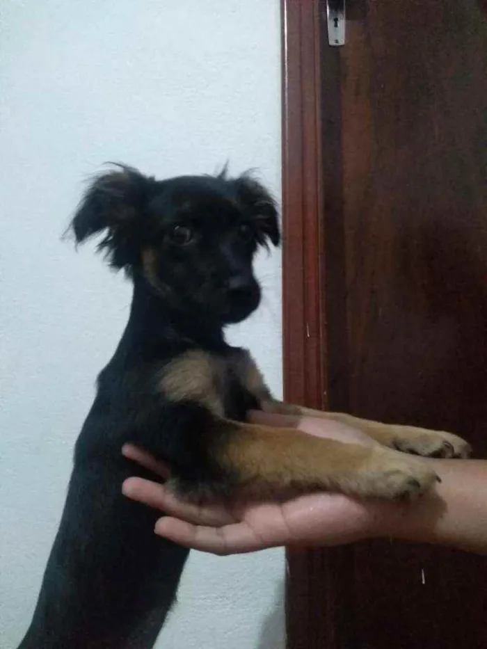 Cachorro ra a  idade 2 a 6 meses nome Chloe