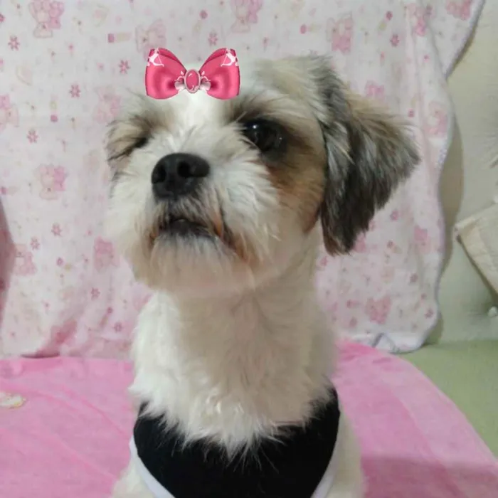 Cachorro ra a Mestiça  idade 1 ano nome Clara 