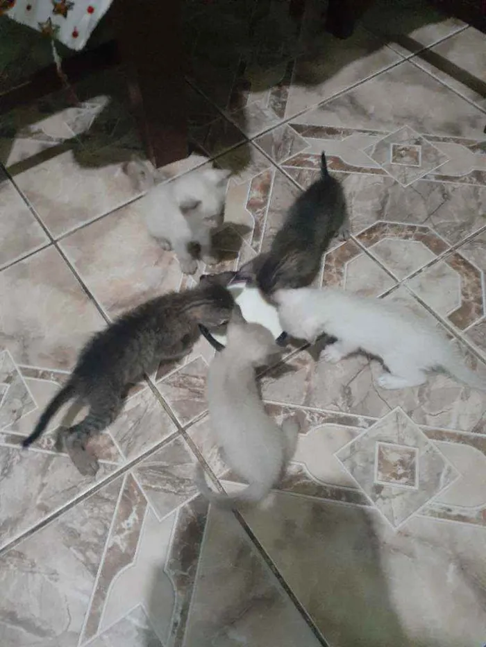 Gato raça de rua idade Abaixo de 2 meses nome sem nome
