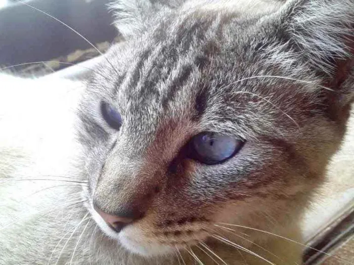 Gato raça Srd idade 1 ano nome Luan Santana 