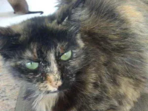 Gato raça Srd idade 7 a 11 meses nome Frufru Linda 