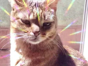 Gato raça Srd idade 2 anos nome Ruivo 