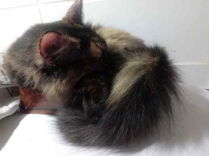 Gato raça Srd idade 2 anos nome Menina 