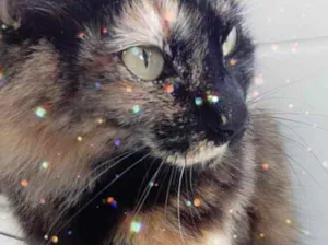 Gato raça Srd idade 2 anos nome Menina 