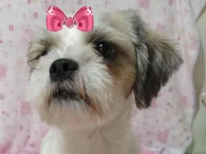 Cachorro raça Mestiça  idade 1 ano nome Clara 