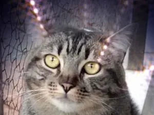 Gato raça Srd idade 1 ano nome Tom gorduchinho 