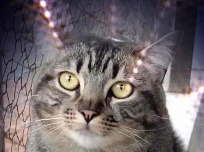 Gato raça Srd idade 1 ano nome Tom gorduchinho 