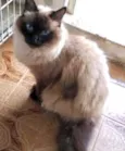 Gato raça Siamês  idade 2 anos nome Gatinha 