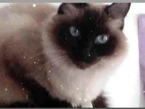 Gato raça Siamês  idade 2 anos nome Gatinha 
