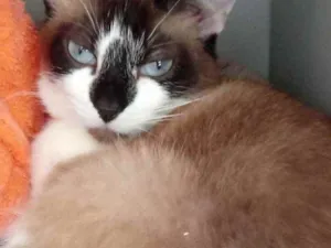 Gato raça Srd idade 2 anos nome Branca 