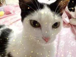 Gato raça Srd idade 1 ano nome Cherry