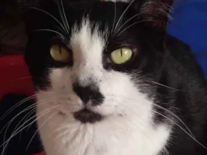 Gato raça Srd idade 3 anos nome Diego frajolinha 