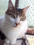 Gato raça Srd idade 3 anos nome Branquinho lindo 