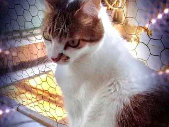 Gato raça Srd idade 3 anos nome Branquinho lindo 