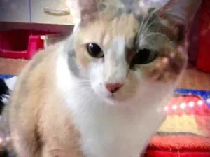 Gato raça Srd idade 1 ano nome Fumaça linda 