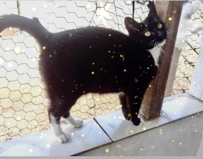 Gato raça Srd idade 2 anos nome Ariane Linda 