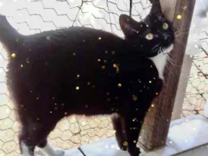 Gato raça Srd idade 2 anos nome Ariane Linda 