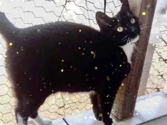 Gato raça Srd idade 2 anos nome Ariane Linda 