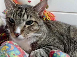 Gato raça Srd idade 1 ano nome Tigue lindo 