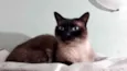 Gato raça Siamês  idade 1 ano nome Nick siamês lindo 