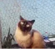 Gato raça Siamês  idade 1 ano nome Nick siamês lindo 