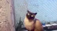 Gato raça Siamês  idade 1 ano nome Nick siamês lindo 
