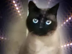 Gato raça Siamês  idade 1 ano nome Nick siamês lindo 
