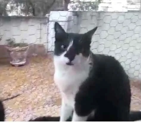 Gato raça Srd idade 1 ano nome Linguiça linda gatin