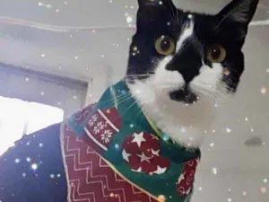 Gato raça Srd idade 1 ano nome Linguiça linda gatin