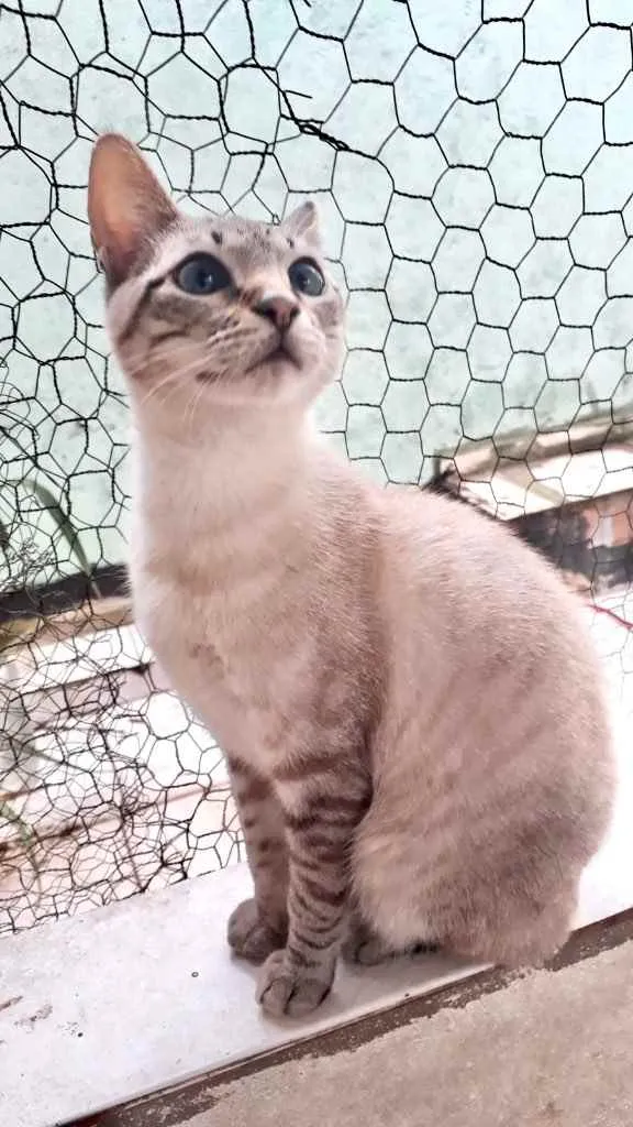 Gato raça Srd idade 2 a 6 meses nome Biscoito bebê 6meses