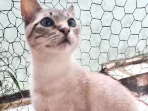 Gato raça Srd idade 2 a 6 meses nome Biscoito bebê 6meses