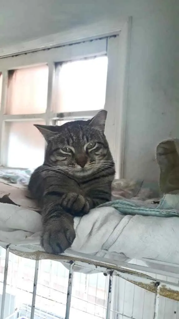 Gato raça Srd idade 1 ano nome Giorgio Armani lindo