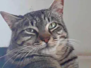 Gato raça Srd idade 1 ano nome Giorgio Armani lindo