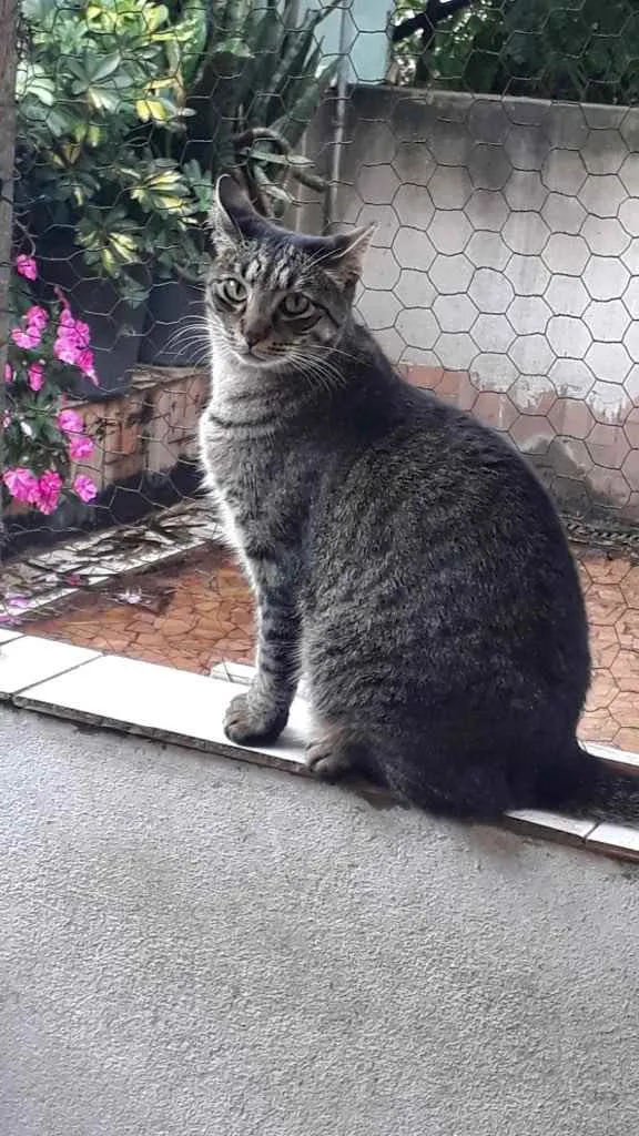 Gato raça Srd idade 1 ano nome Gucci lindo 