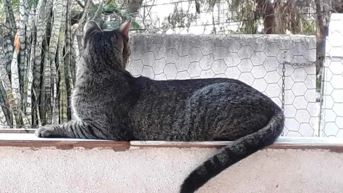 Gato raça Srd idade 1 ano nome Gucci lindo 