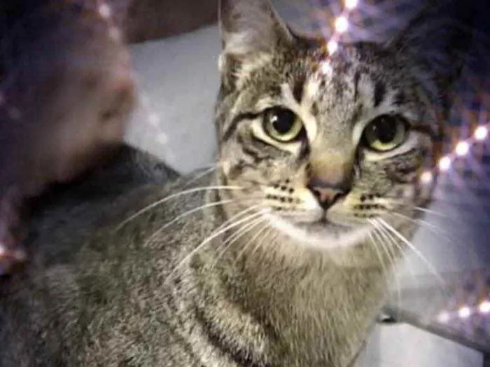 Gato raça Srd idade 1 ano nome Gucci lindo 