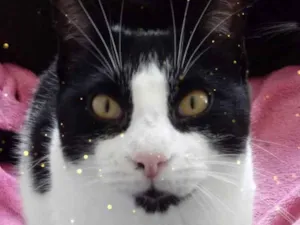Gato raça Srd frajolinha  idade 1 ano nome Pitoco SUPER FOFO 
