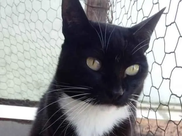 Gato raça Srd idade 1 ano nome Gigi Linda 