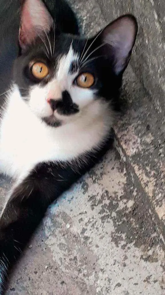 Gato ra a SRD idade 2 a 6 meses nome Chicó