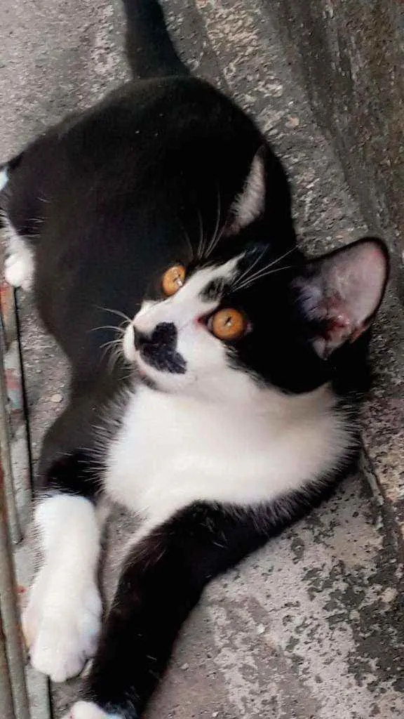 Gato ra a SRD idade 2 a 6 meses nome Chicó