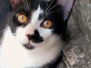 Gato raça SRD idade 2 a 6 meses nome Chicó