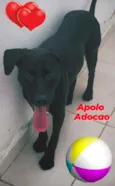 APOLLO