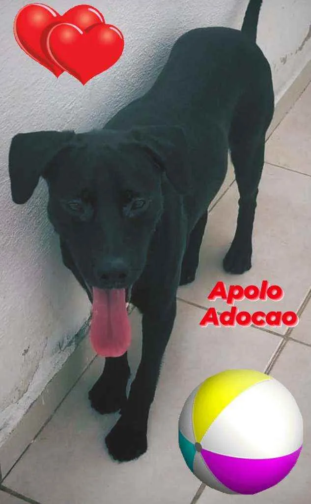 Cachorro ra a Sdr idade 1 ano nome APOLLO