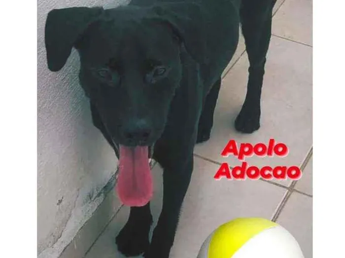 Cachorro ra a Sdr idade 1 ano nome APOLLO